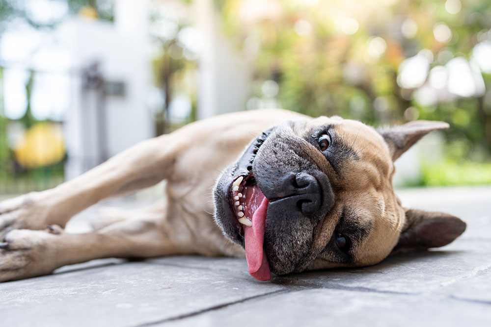 A happy French Bulldog lying on its side on a stone pavement, with its tongue playfully sticking out. The background is softly blurred, showing hints of greenery and soft sunlight.
