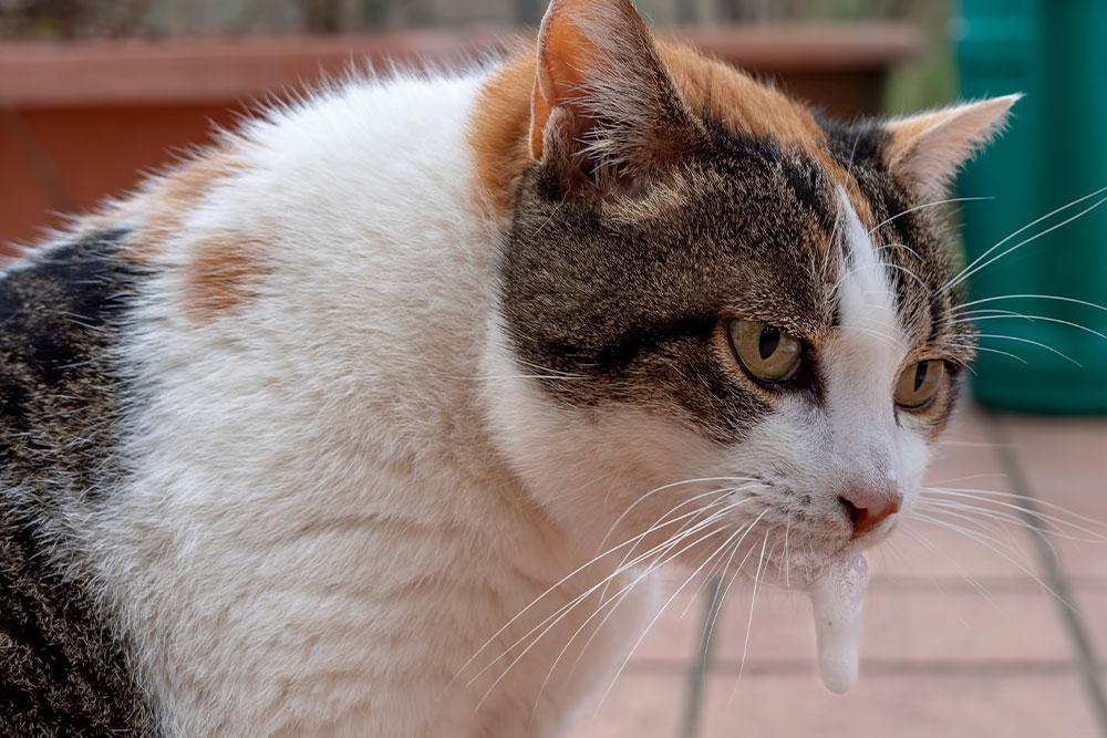 A calico cat with green eyes is outside, drooling with visible saliva dripping from its mouth. The background shows a blurred patio area.
