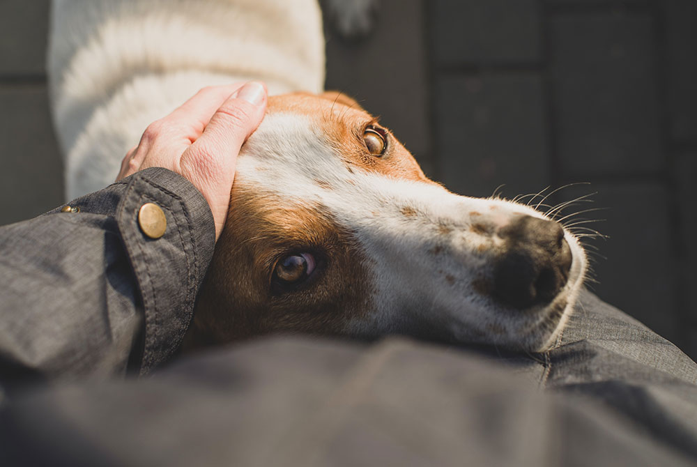 A person gently pets a white and brown dog on the head. The dog looks up with soft, expressive eyes while leaning its head against the person's leg on a sunlit outdoor surface.