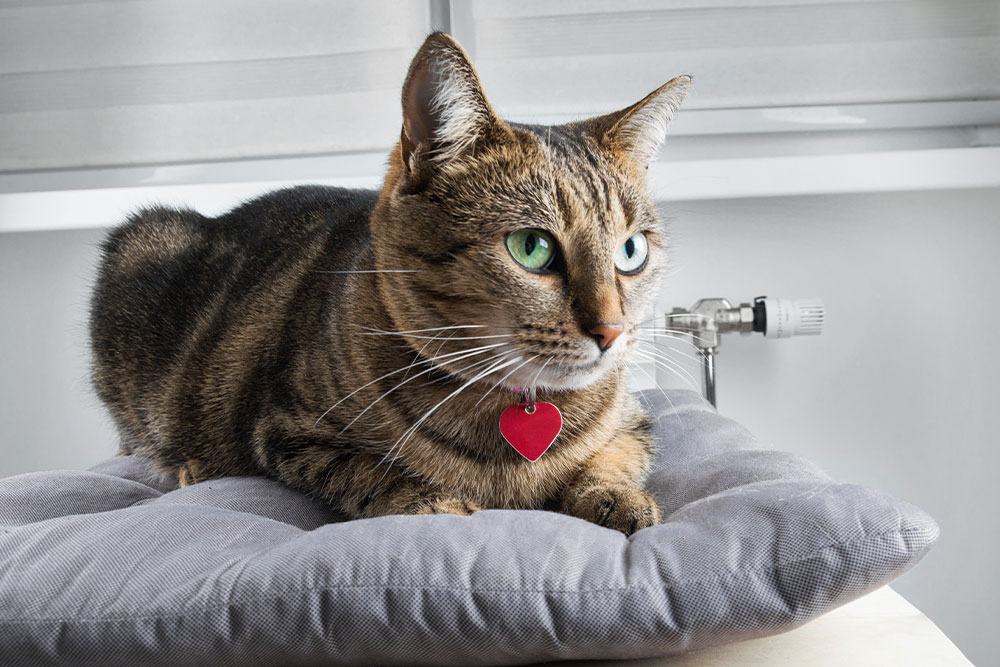 A tabby cat with green eyes and a red heart-shaped tag lies on a gray cushion, looking alert. The background features a modern, light-filled room with a window and radiator.