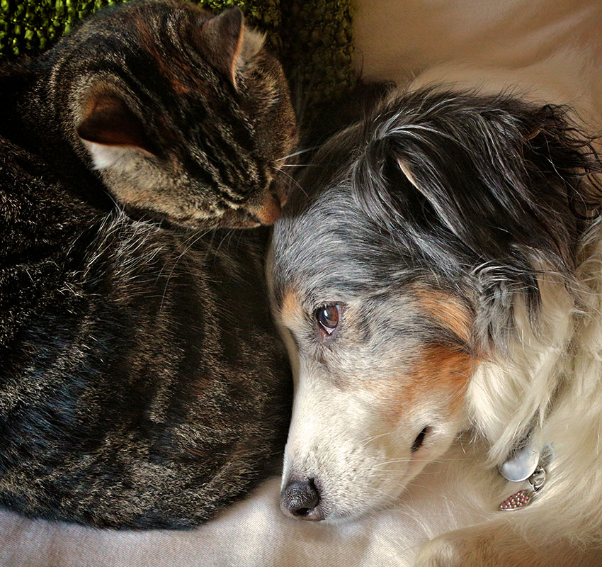A tabby cat snuggles closely to an Australian Shepherd dog on a green textured surface. The dog looks serene with a thoughtful expression as the cat rests its head on the dog's body, exempl