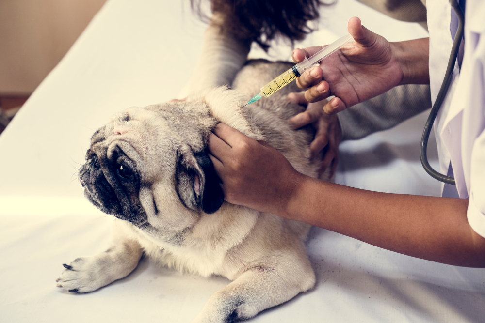 A veterinarian in Houston is giving a vaccination to a calm pug, which is lying down on a table. The vet, holding a syringe, administers the shot on the dog's back.