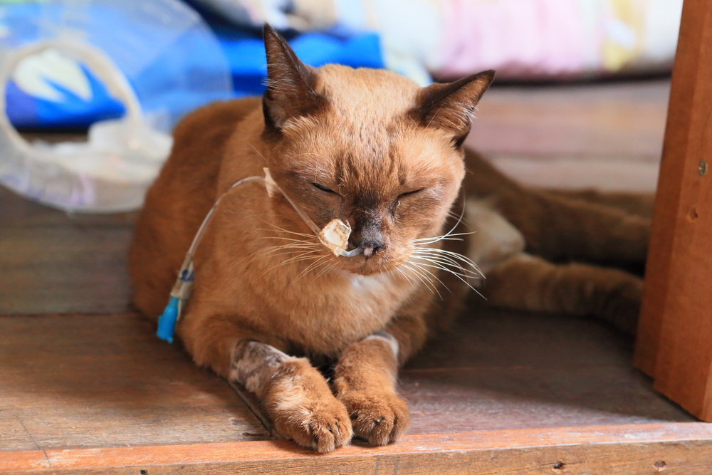 A brown cat with a medical tube attached, lying on a wooden surface with eyes closed, possibly requiring pet pain management or just resting.