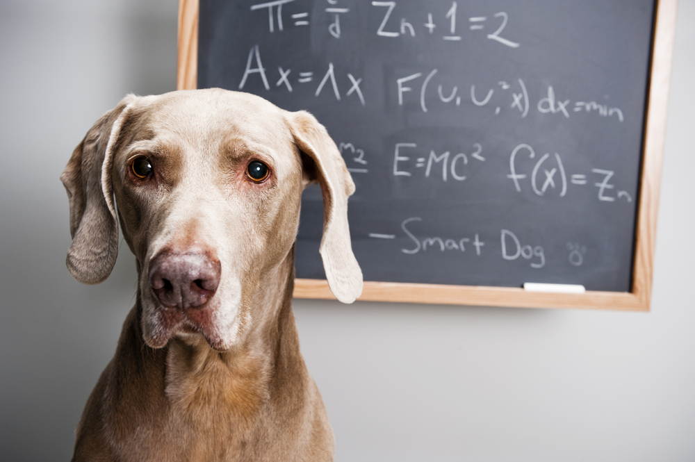 A brown dog with floppy ears looks quizzically at the camera, positioned in front of a blackboard filled with complex mathematical equations marked "smart dog," after a session of veterinary acupuncture.
