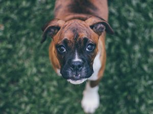 A brown and white boxer dog with expressive eyes looks directly at the camera, standing on lush green grass, awaiting its routine veterinary care in Houston.