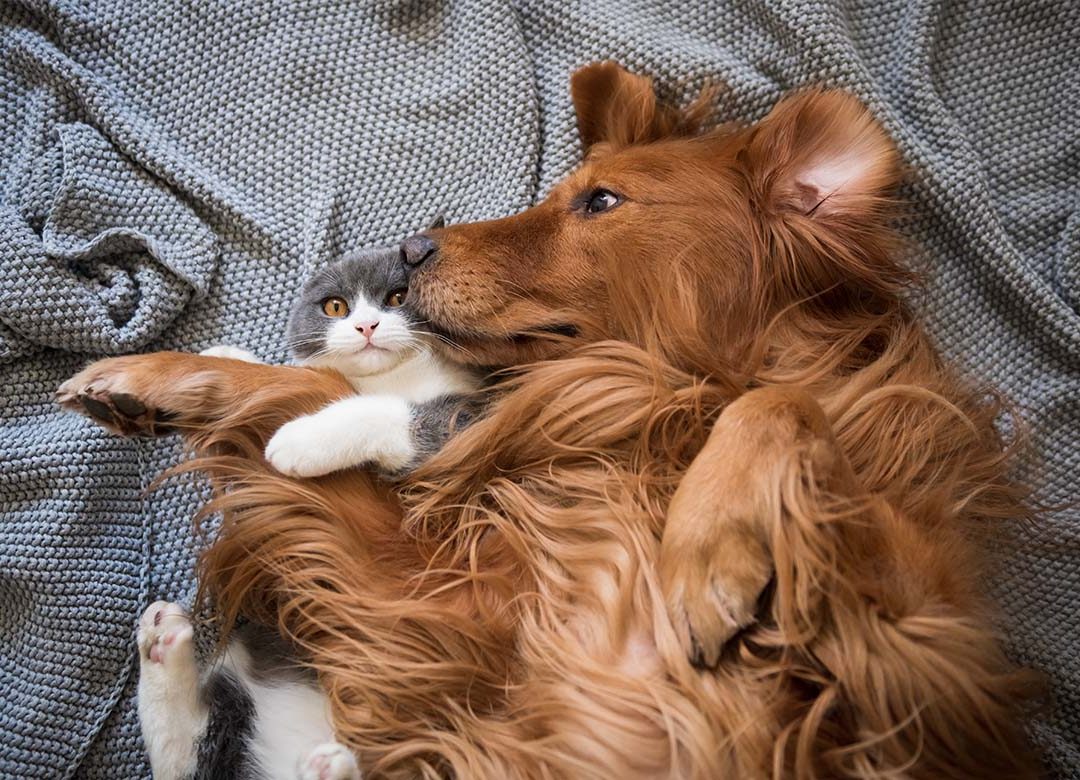 A ginger dog and a gray-and-white cat cuddle on a gray knitted blanket, with the dog lying on its back embracing the cat, perhaps after a session of pet pain management.