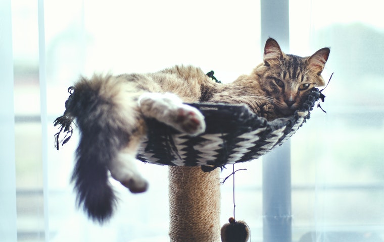 A tabby cat lounges in a woven hammock attached to a scratching post, gazing lazily towards the camera, with its paw and tail hanging over the edge as part of its pet rehabilitation