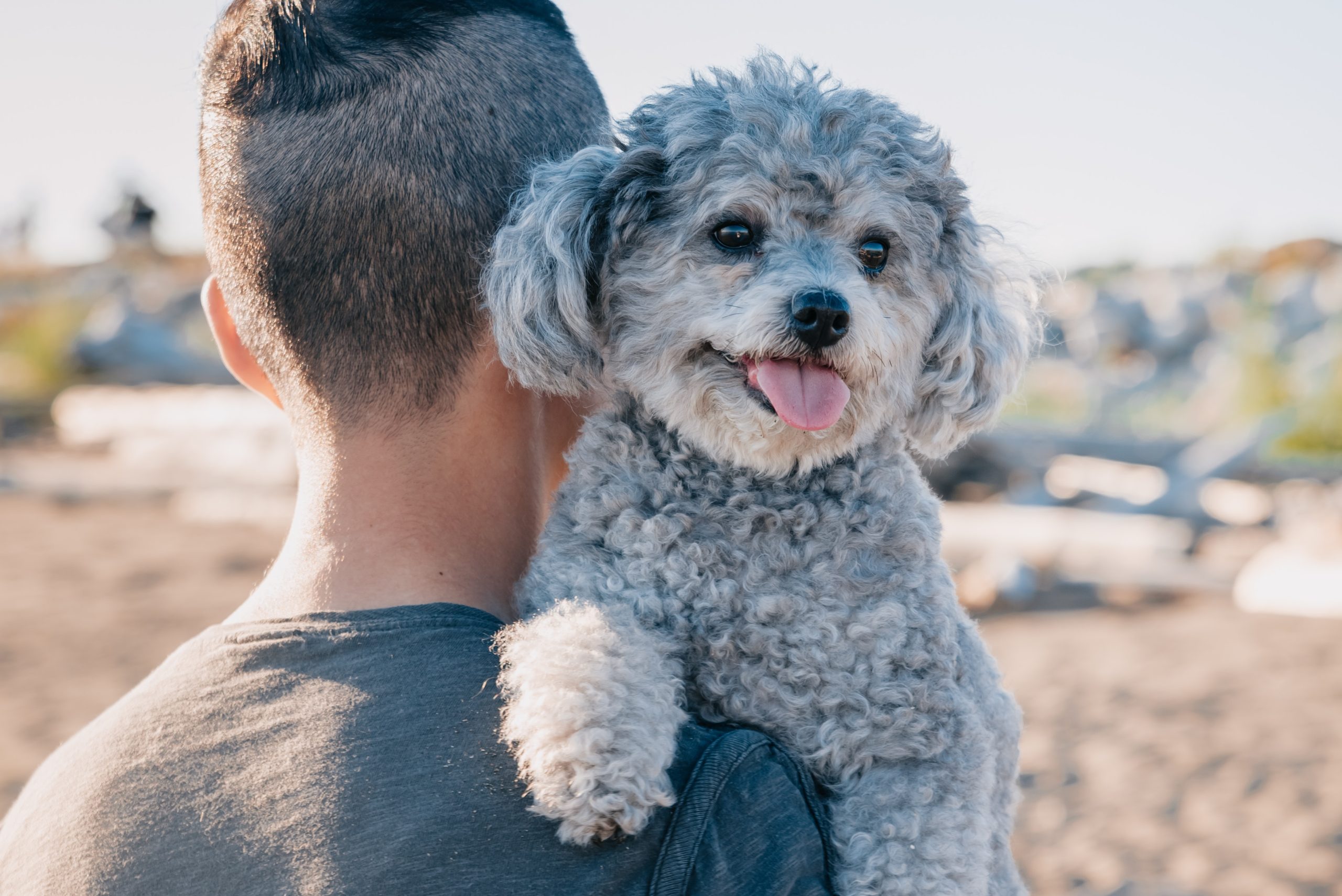 A man at the beach holding a happy, fluffy gray poodle in his arms, with the dog looking over his shoulder towards the camera, after a day of discussing pet nutrition.