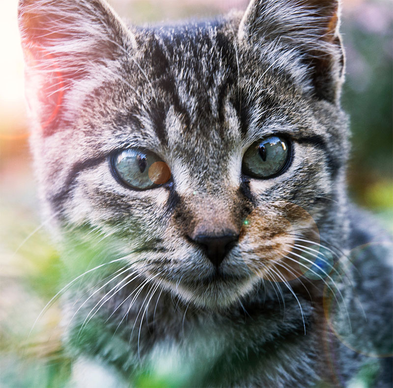 Close-up portrait of a tabby cat with striking green eyes and unique heterochromia (one eye partly orange), looking directly at the camera in a sunlit outdoor setting, demonstrating typical pet behavior