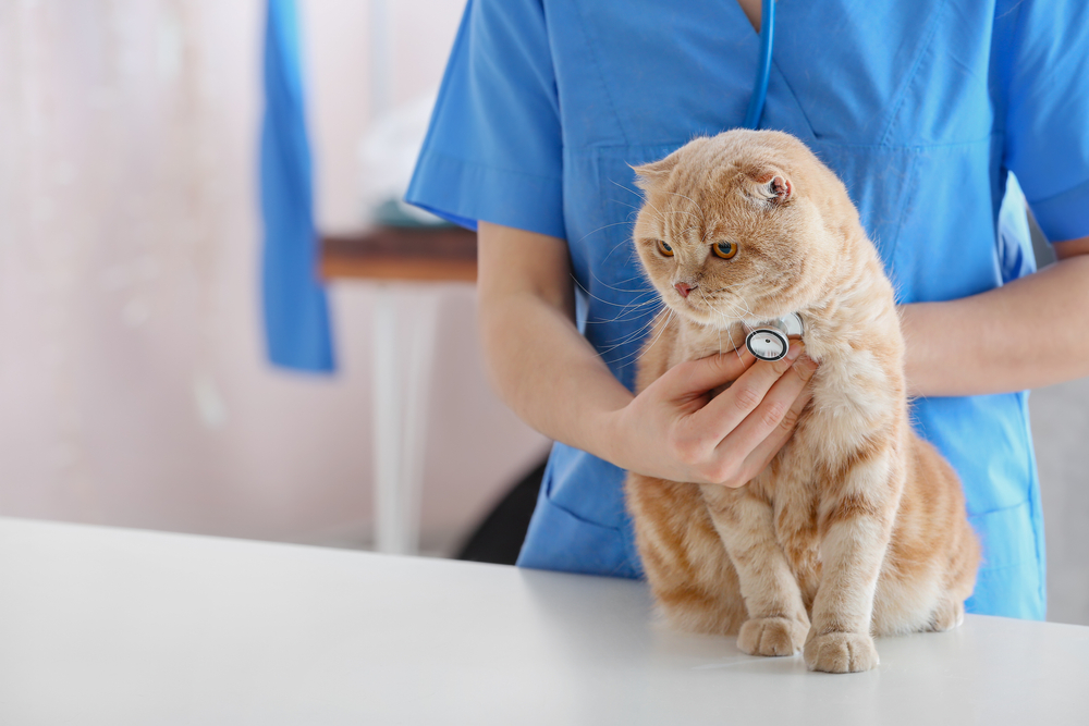 A veterinarian in blue scrubs examining a fluffy ginger cat with a stethoscope on a table in a clinic setting, providing pet behavior guidance.