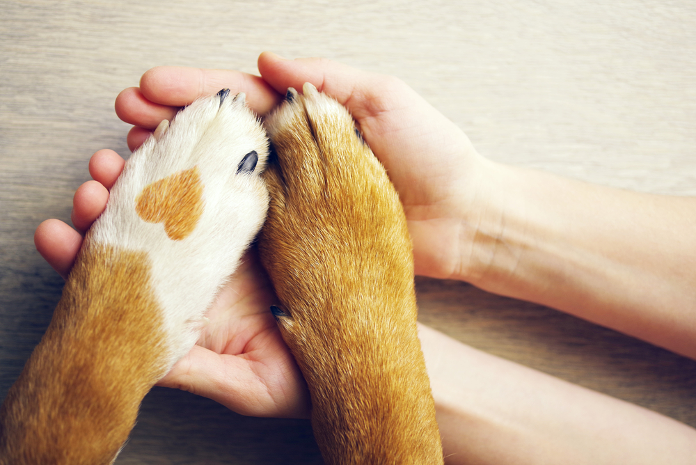 A person holds the paws of a dog with two front paws featuring different color patterns, one predominantly white with a tan spot and the other mainly tan, against a wooden background, seeking guidance on