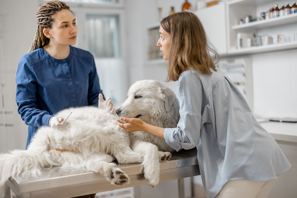 A veterinarian discusses a white dog's health with its owner in a clinic, as the dog lies on the examination table looking relaxed and receives veterinary acupuncture.