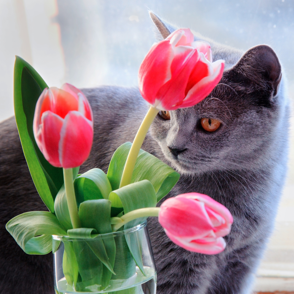 A grey cat with orange eyes curiously sniffing pink tulips in a clear vase by a bright window, recently recovering from pet rehabilitation.