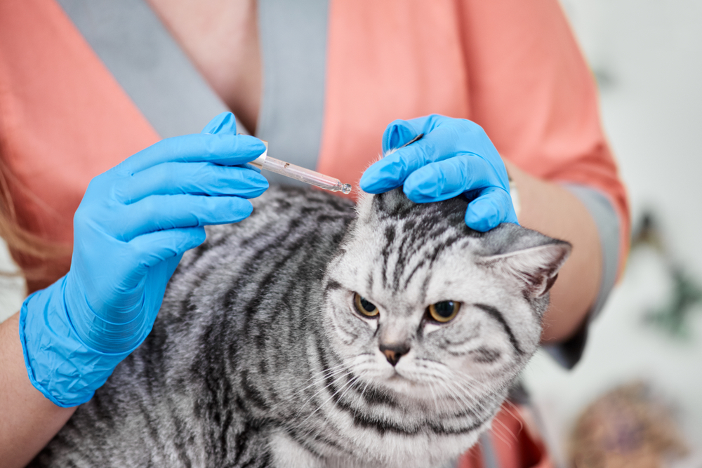 A veterinarian in blue gloves is administering a vaccine to a calm gray tabby cat with distinct markings, held gently in a person's arms during a routine veterinary care Houston appointment.