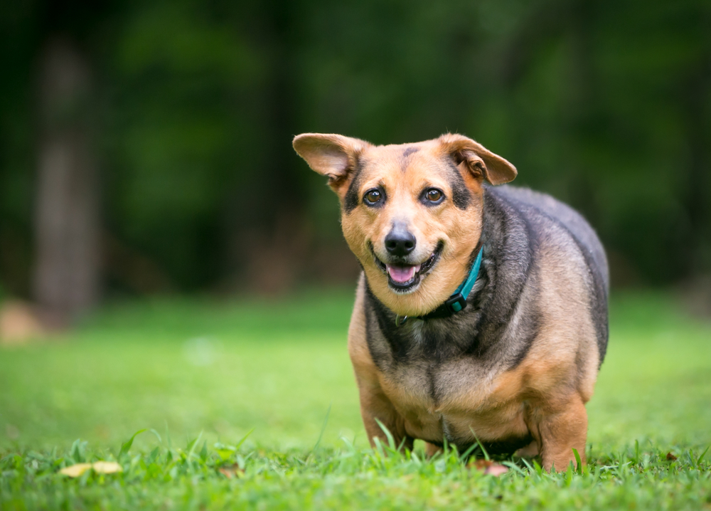 thyroid-disease-in-cats-and-dogs-memorial-villages-animal-hospital