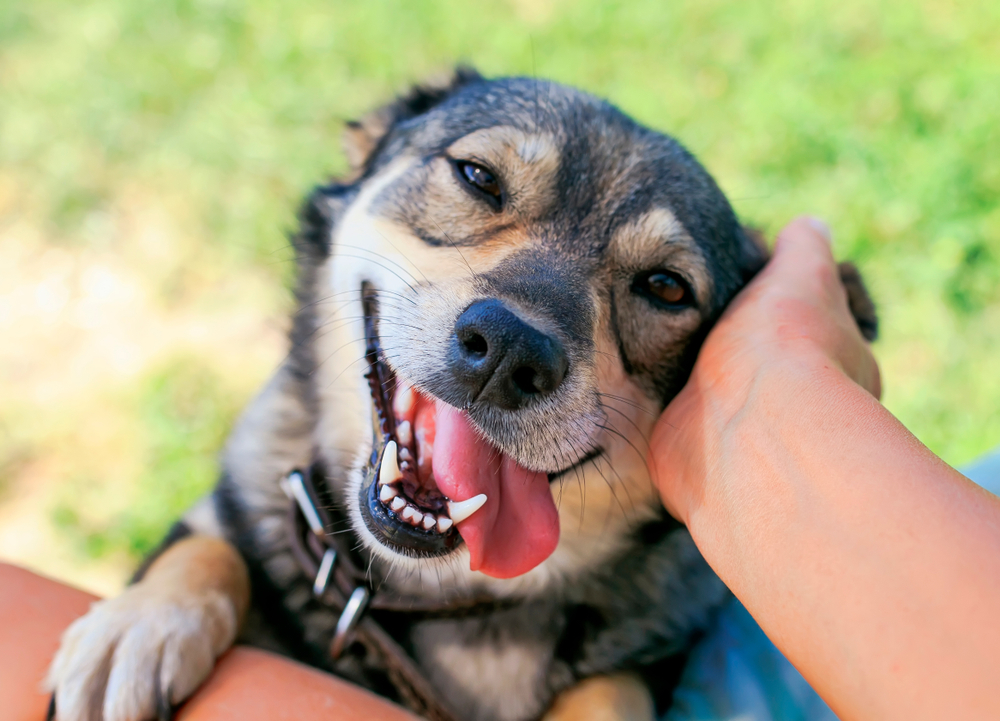 A joyful dog with a wide smile receiving veterinary care in Houston, being petted by a person's hands, showing its tongue and squinting eyes in a grassy outdoor setting.