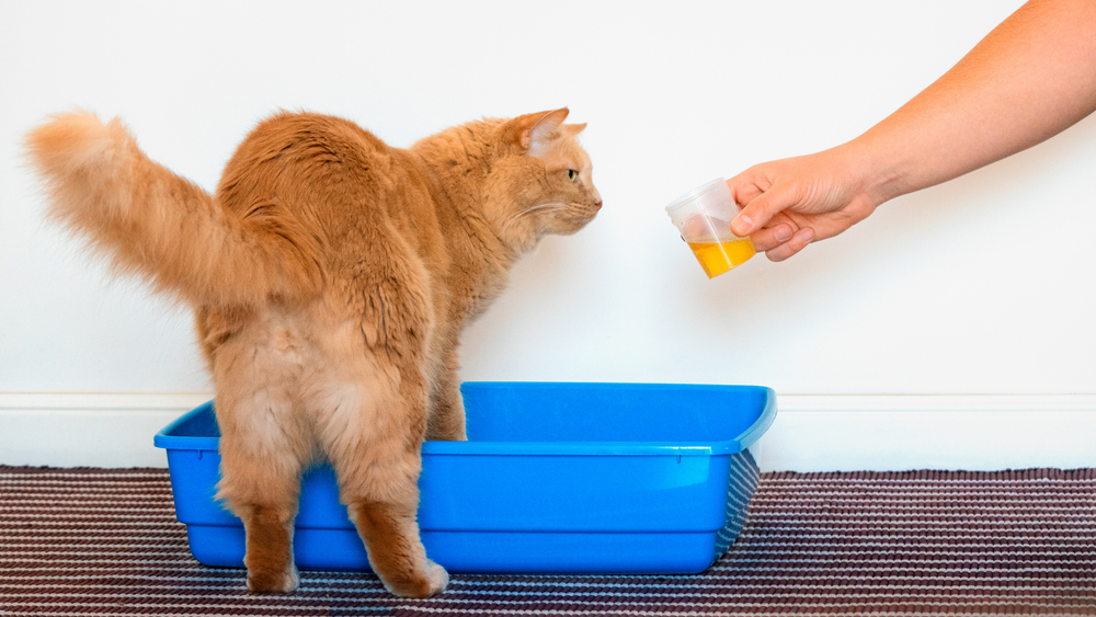 A ginger cat stands tentatively in a blue litter box, turning to sniff a cup of orange liquid held by a human hand, against a white wall backdrop during a session focused on pet pain management.