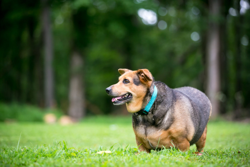 A happy, brown and black dog with a blue collar standing on grass, focusing on pet pain management, with a blurred background of green trees.