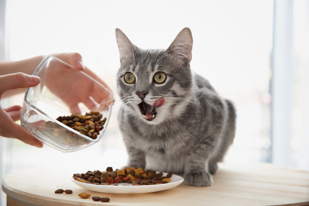 A gray tabby cat looks surprised as a hand pours dry cat food into a white bowl on a wooden table, with bright veterinary care Houston in the background.