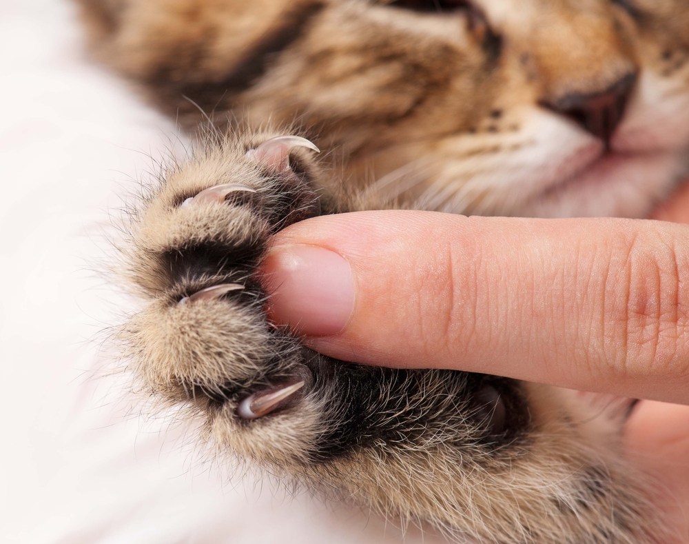 Close-up of a person's thumb and finger gently pressing the paw of a tabby cat as part of pet rehabilitation, revealing the cat's retracted claws.