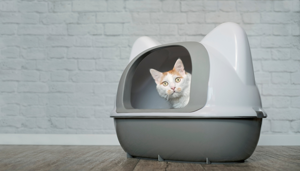 A curious white cat peeks out from a modern gray litter box with a high-back and hood design, set against a white brick wall background, specially adapted for pet rehabilitation.