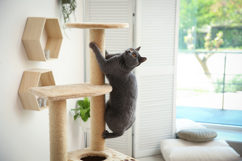 A gray cat playfully climbs on a beige cat tree in a room with modern decor, including white blinds and hexagonal wooden shelves, showcasing pet behavior guidance.