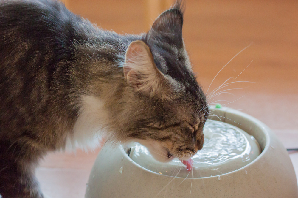 A tabby cat with visible whiskers drinks water from a beige bowl to support pet nutrition.