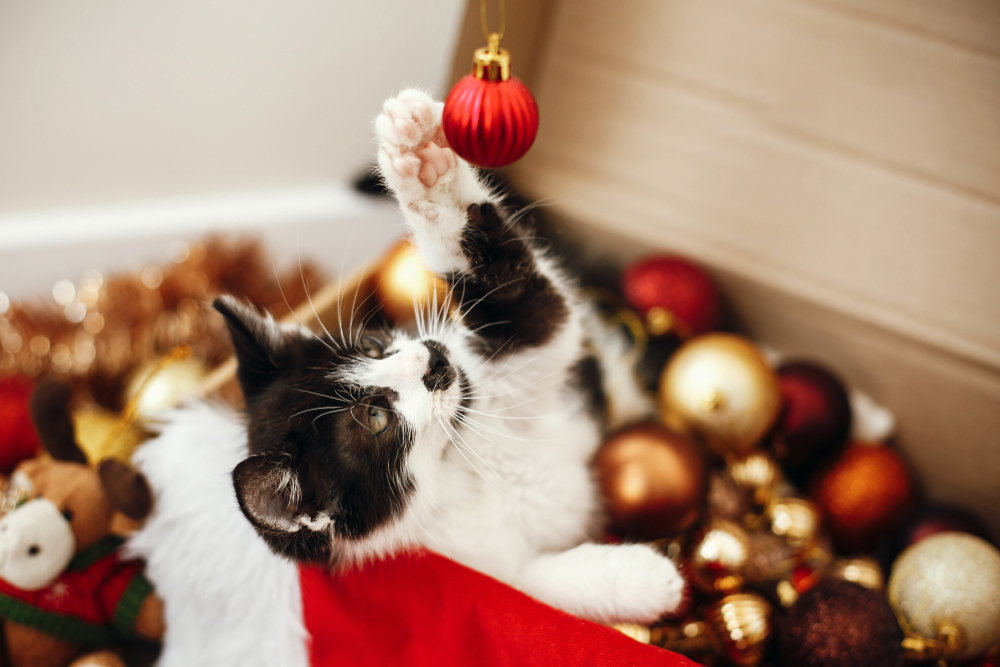 A black and white cat lies among colorful Christmas ornaments and decorations, reaching up to paw at a hanging red bauble. The scene is festive and cozy, with warm colors and soft lighting.