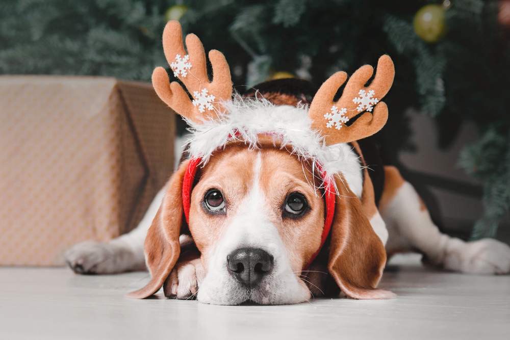 A beagle dog wears reindeer antlers, lying down with a solemn expression in front of a Christmas tree and a gift box, evoking a festive holiday mood suitable for discussing pet behavior guidance.