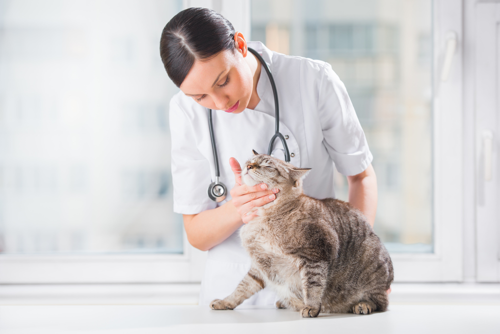 A female veterinarian with a stethoscope examining a tabby cat on an examination table in a bright clinic, specializing in pet pain management.