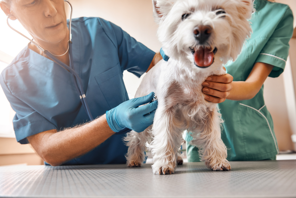 A veterinarian and an assistant examine a white west highland terrier in a clinic in Houston, focusing intently as they check the dog's health. The dog looks calm and attentive.