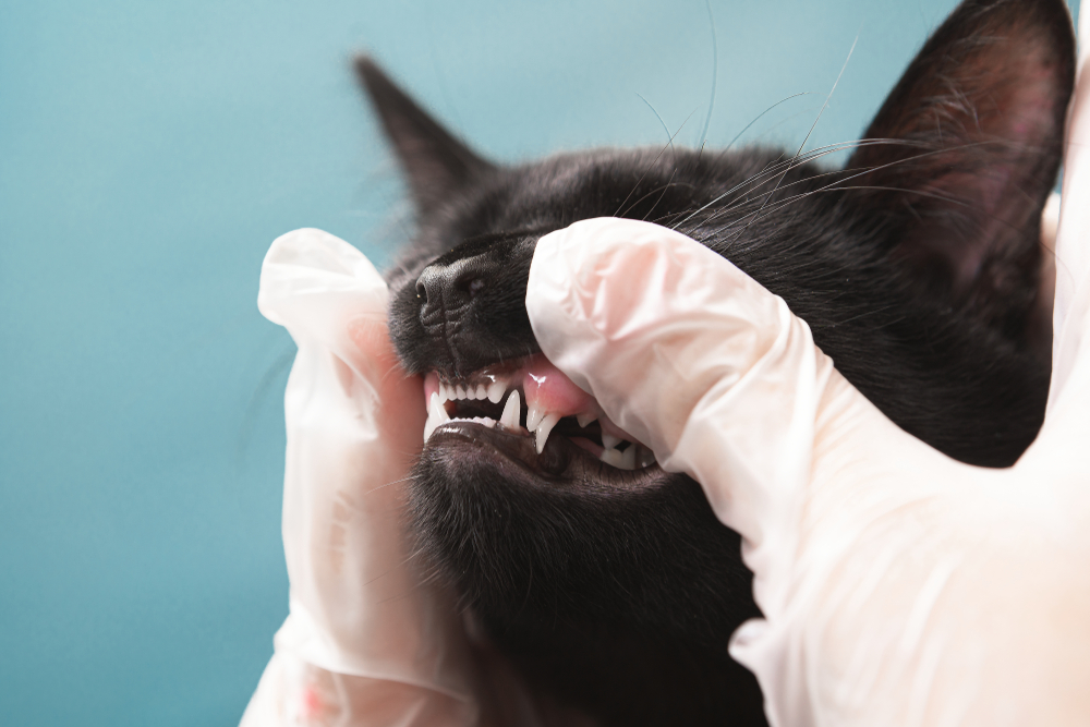 Gloved hands examining the teeth of a black cat, who has its mouth open, against a light blue background during a pet nutrition consultation.