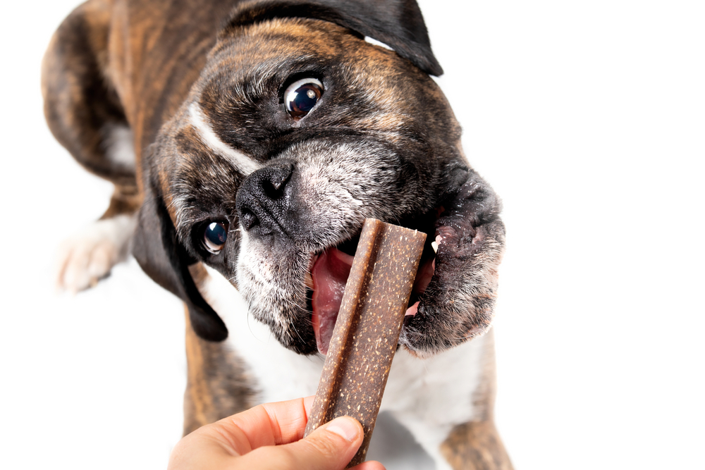 A playful brindle boxer dog joyfully biting a large brown treat held by a human hand, against a white background as part of pet behavior guidance.