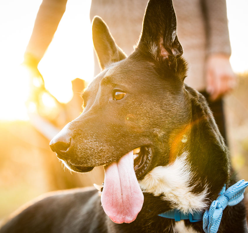 A large dog with a shiny coat and alert ears stands in a sunlit setting, its tongue out, with a person partially visible in the background. The focus is on the dog's profile, highlighting