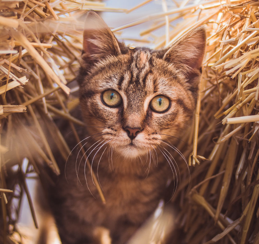 A close-up view of a tabby cat with striking green eyes peering through a small opening in a hay bale, showcasing detailed fur texture and curious expression related to pet rehabilitation.