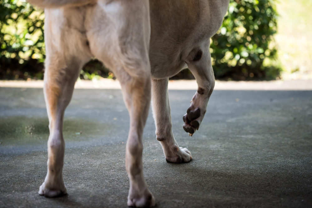 A close-up view of a dog's hind legs and paws, with focus on the knee joint, potentially for veterinary acupuncture, on a concrete surface with a blurry green background.