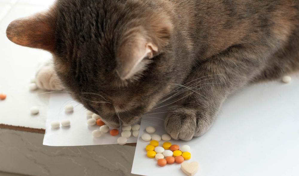 A close-up of a cat sniffing at a pile of various colored pills and tablets scattered on a surface. The cat's paw is close to the medications, and the image suggests the need for caution with pets and medicine.