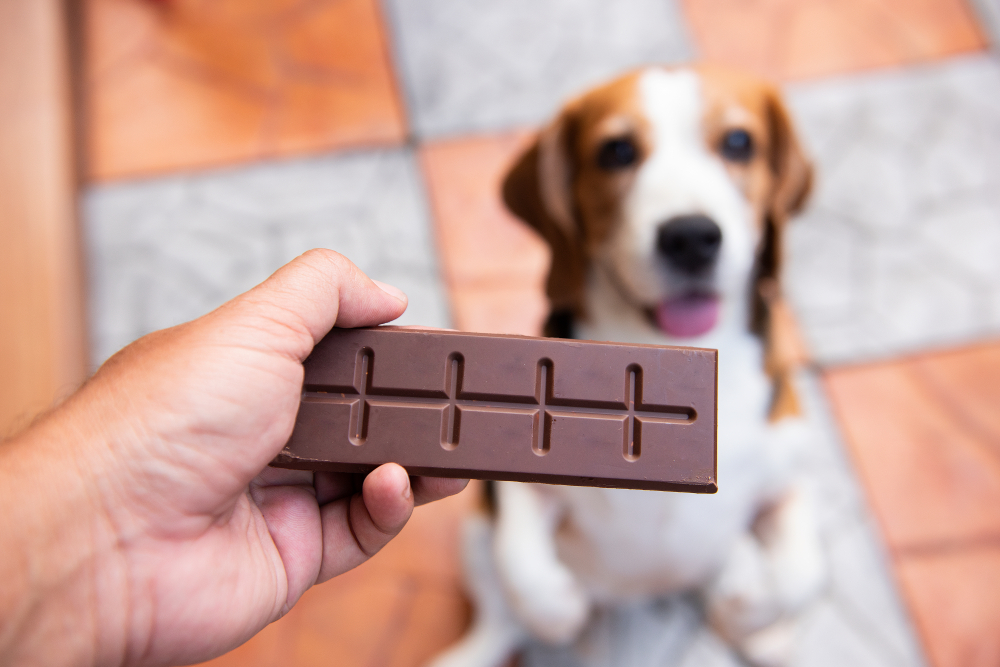 A close-up of a hand holding a bar of chocolate in front of a focused beagle with a blurred background of tiled flooring, illustrating pet behavior guidance.