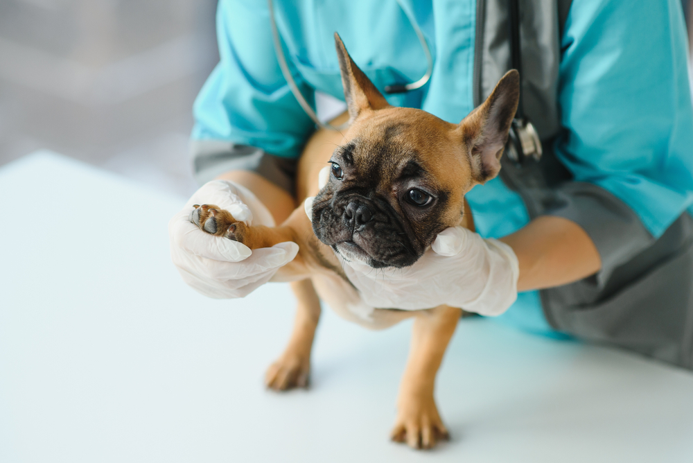 A veterinarian in gloves holds a small, alert French bulldog with a bandage on one paw, emphasizing caring and professional veterinary care in Houston.