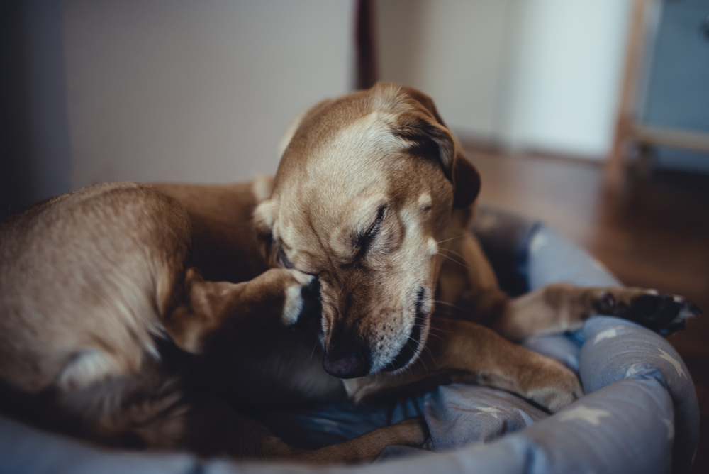 A brown dog is napping comfortably in a cozy bed, resting its head on its paws with its eyes closed. The soft lighting adds a warm, tranquil ambience to the scene, ideal for