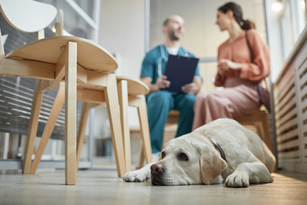 A labrador dog lying on the floor in a waiting room where a male doctor and a female patient are seated, engaged in a conversation about veterinary acupuncture. The setting is bright and modern.