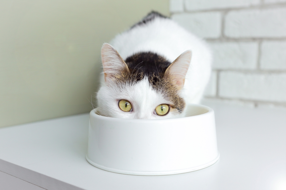 A white and black cat peeks out with only its eyes and ears visible from inside a large white bowl on a table, part of its pet behavior guidance, against a white brick background.