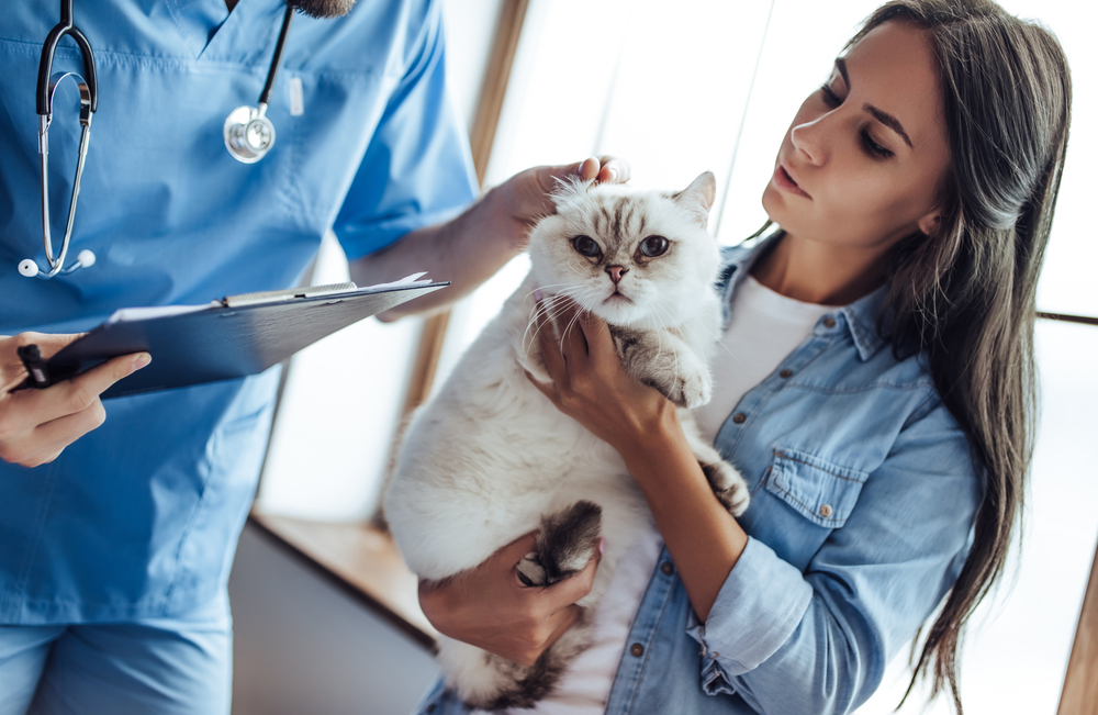 A woman gently holds a white cat while a veterinarian examines it for pet pain management. The doctor, wearing blue scrubs, holds a clipboard in one hand. They both focus attentively on the cat