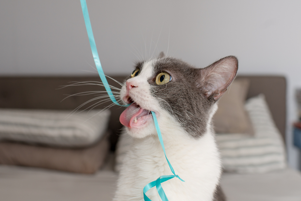 A gray and white cat, possibly in need of pet behavior guidance, with its mouth open and tongue out, playfully biting at a fluttering light blue ribbon in a cozy living room setting.