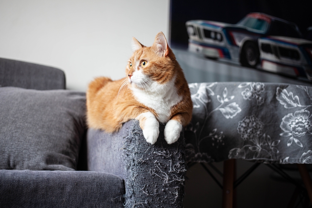 An orange and white cat lounges on a worn gray sofa armrest, gazing to the side, with a toy car on a shelf in the background, possibly considering its next playful move as part