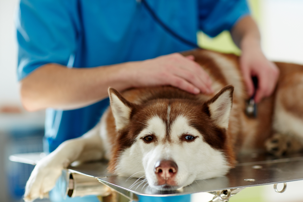 A veterinarian in blue scrubs gently examines a calm Siberian husky lying on a metal table in a bright Houston clinic setting.