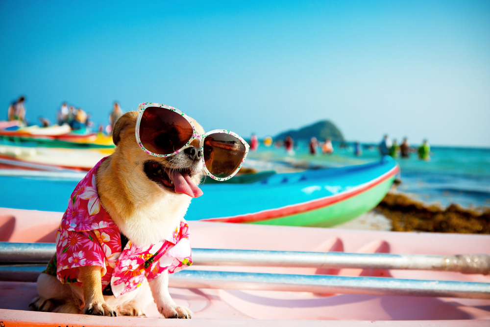 A small dog dressed in a floral shirt and oversized sunglasses, sitting on a surfboard by the sea with boats and people in the background, after a session of pet rehabilitation.