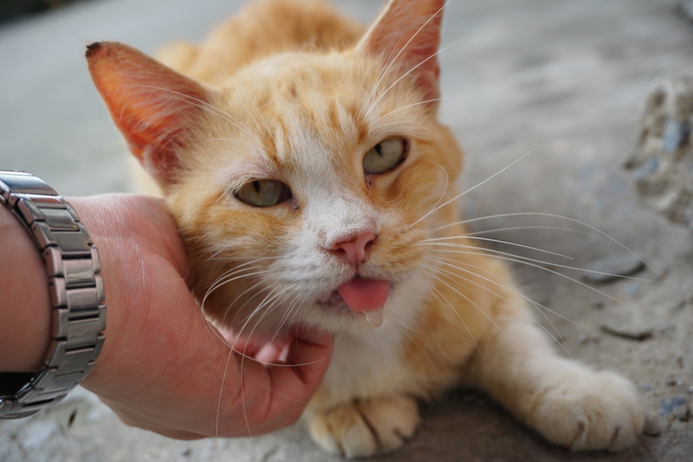 A person's hand gently pets a ginger cat lying on a pavement, with the cat sticking its tongue out slightly and looking directly at the camera, exhibiting a need for expert veterinary care in Houston.