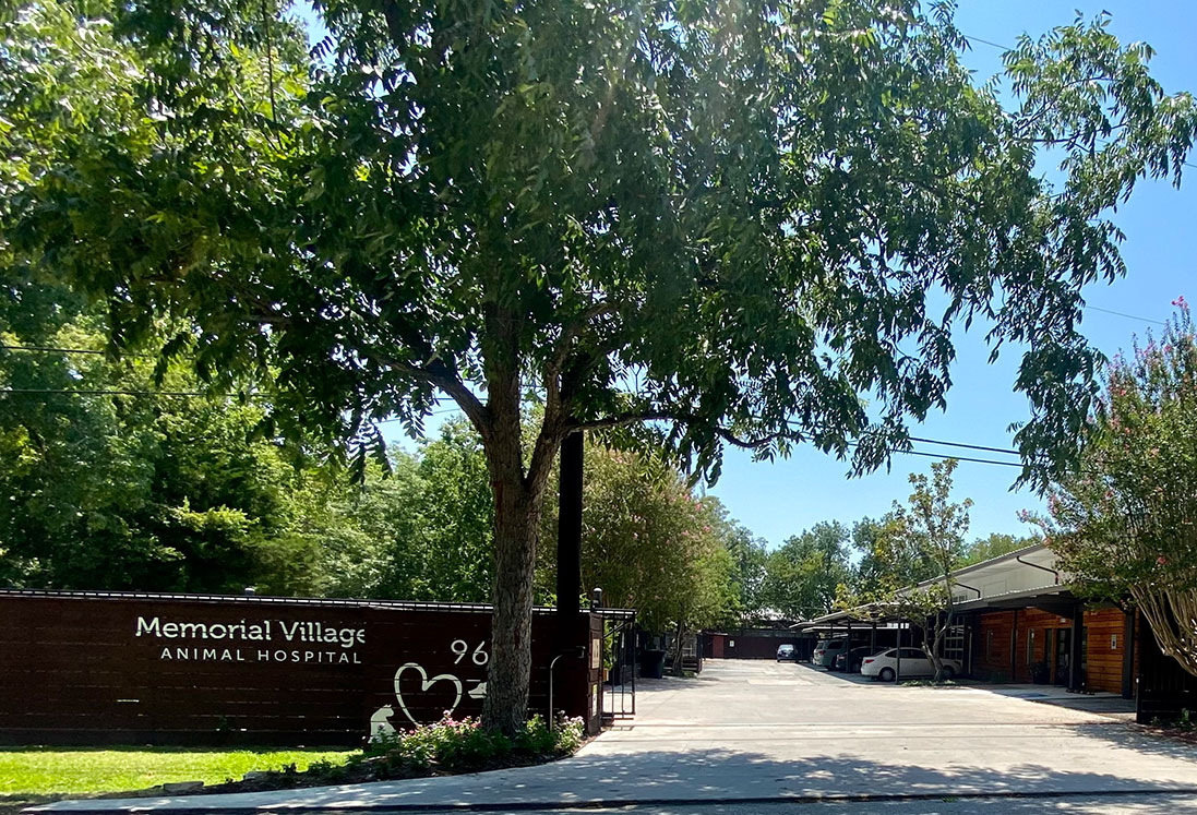 The entrance to Memorial Village Animal Hospital, specializing in veterinary care in Houston, features a dark brown fence with signage and a heart symbol, and a tree-lined driveway leading to buildings in the background on a