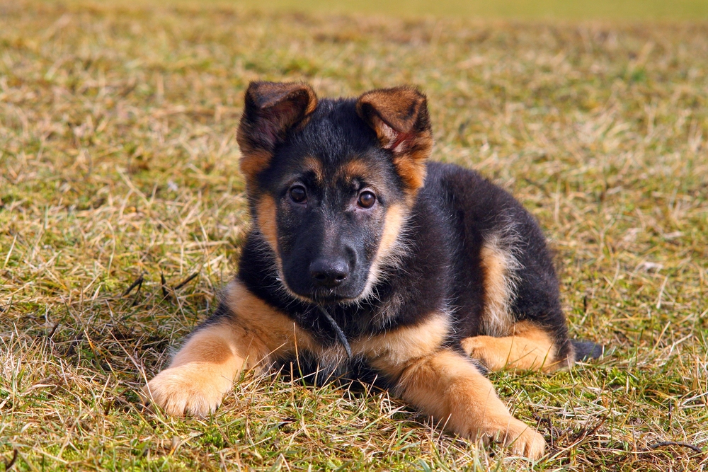 A cute German Shepherd puppy lying on a grassy field, giving a curious look with its head slightly tilted, featuring a shiny black and tan coat, potentially in need of pet behavior guidance.